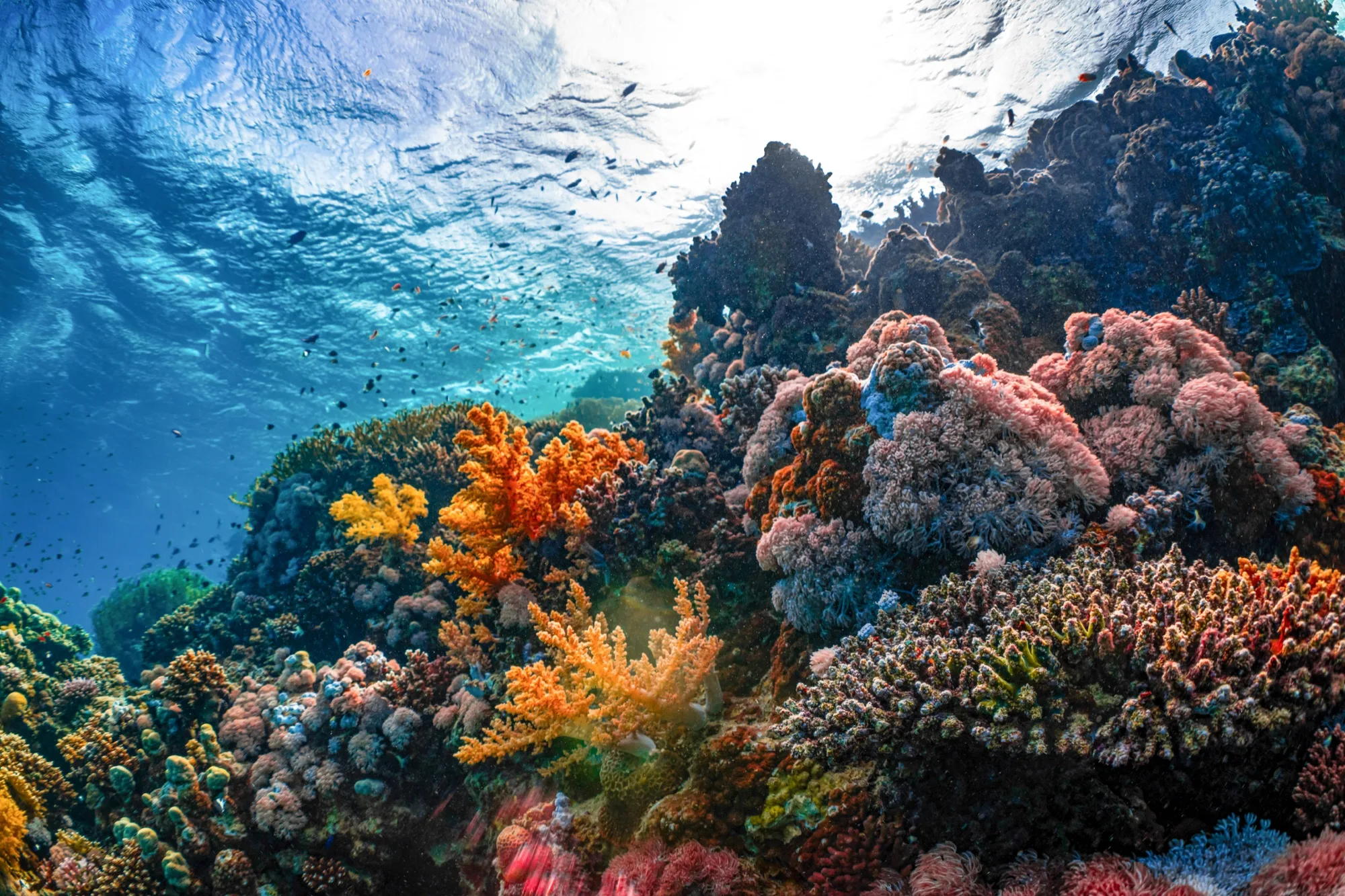Colorful coral reef