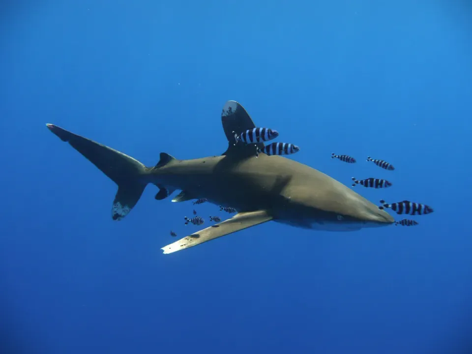 The Daedalus Expedition