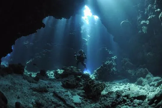 Reefs & Giants of the Red Sea