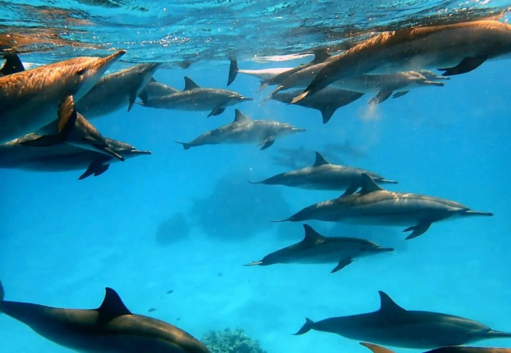 Giants and reefs of the Southern Red Sea