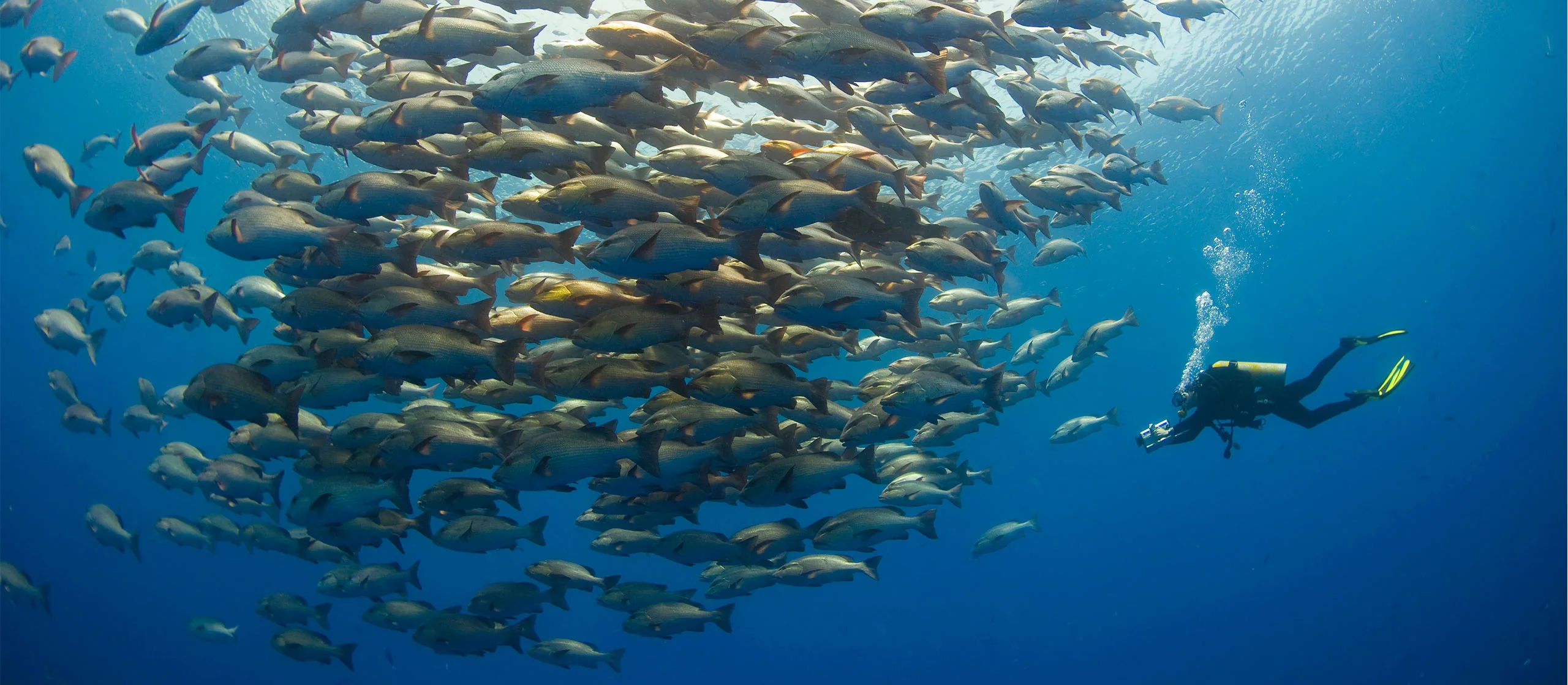 Shark and Yolanda Reef