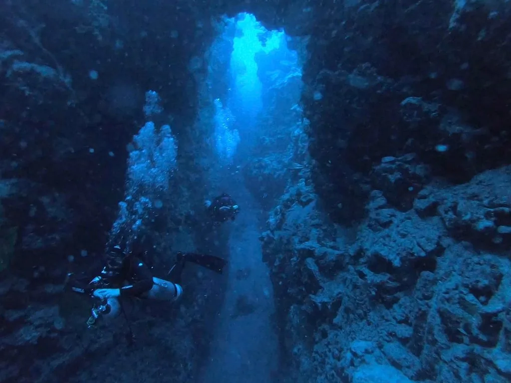 Giants and reefs of the Southern Red Sea