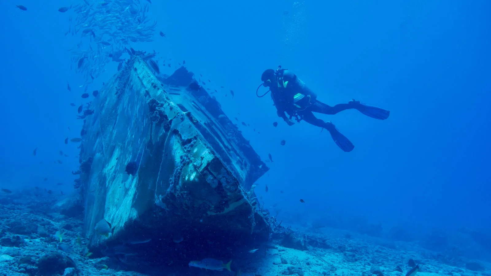 Coral growing on wreck